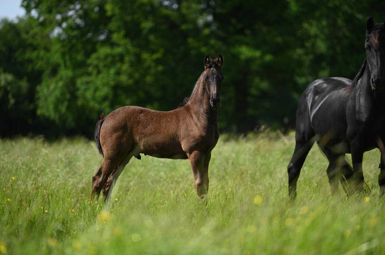 Poulain Frison plein papier KFPS, Dragar