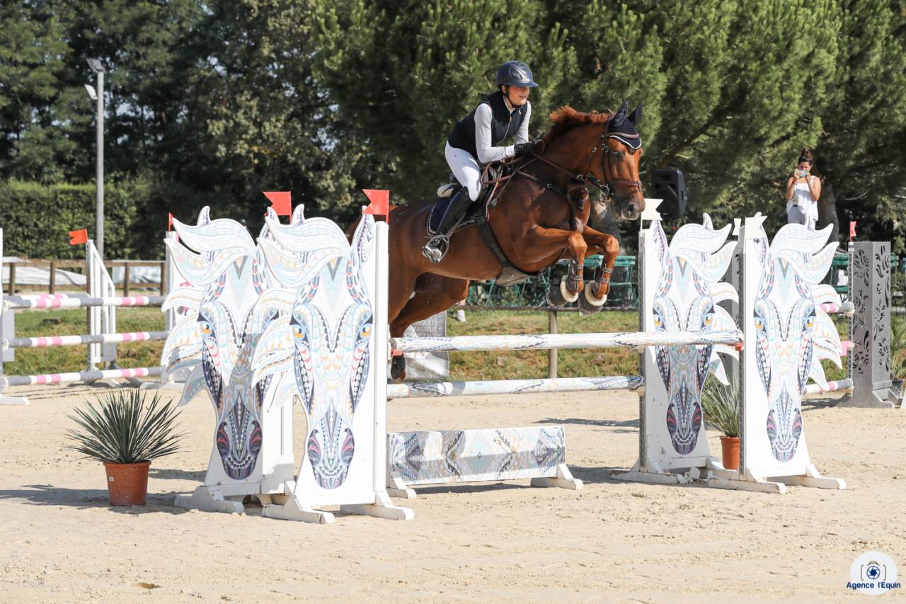 A vendre - jument de 15 ans