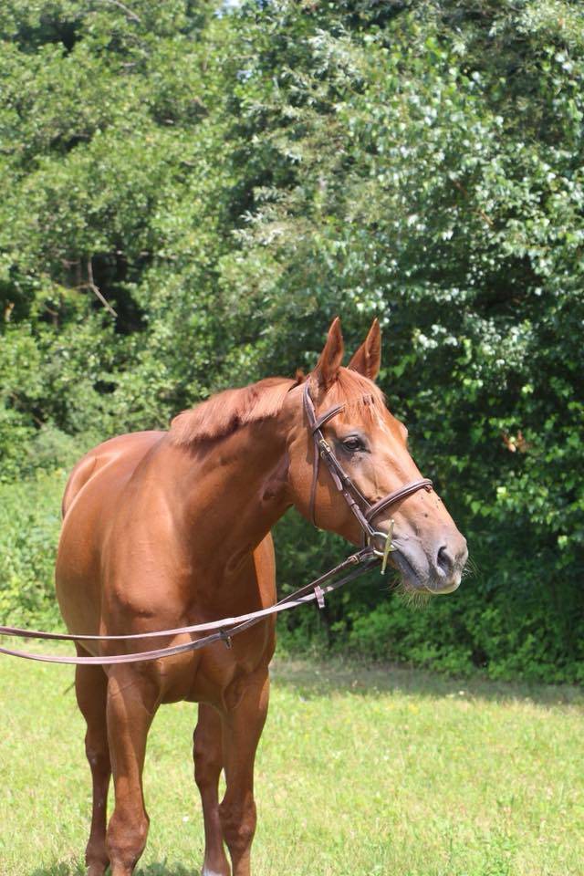 A vendre - jument de 15 ans