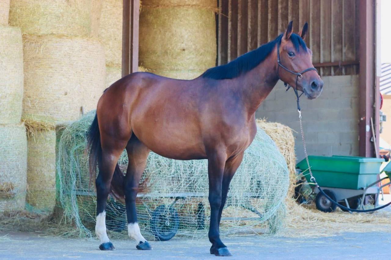 Jument de sport - 3 ans 