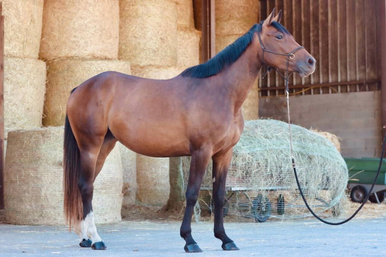 Jument de sport - 3 ans 