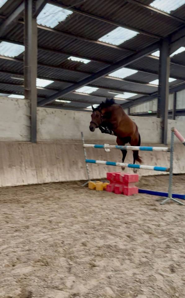 Jument de sport - 3 ans 