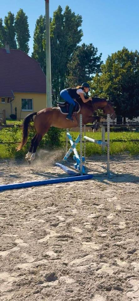 Jument de sport - 3 ans 