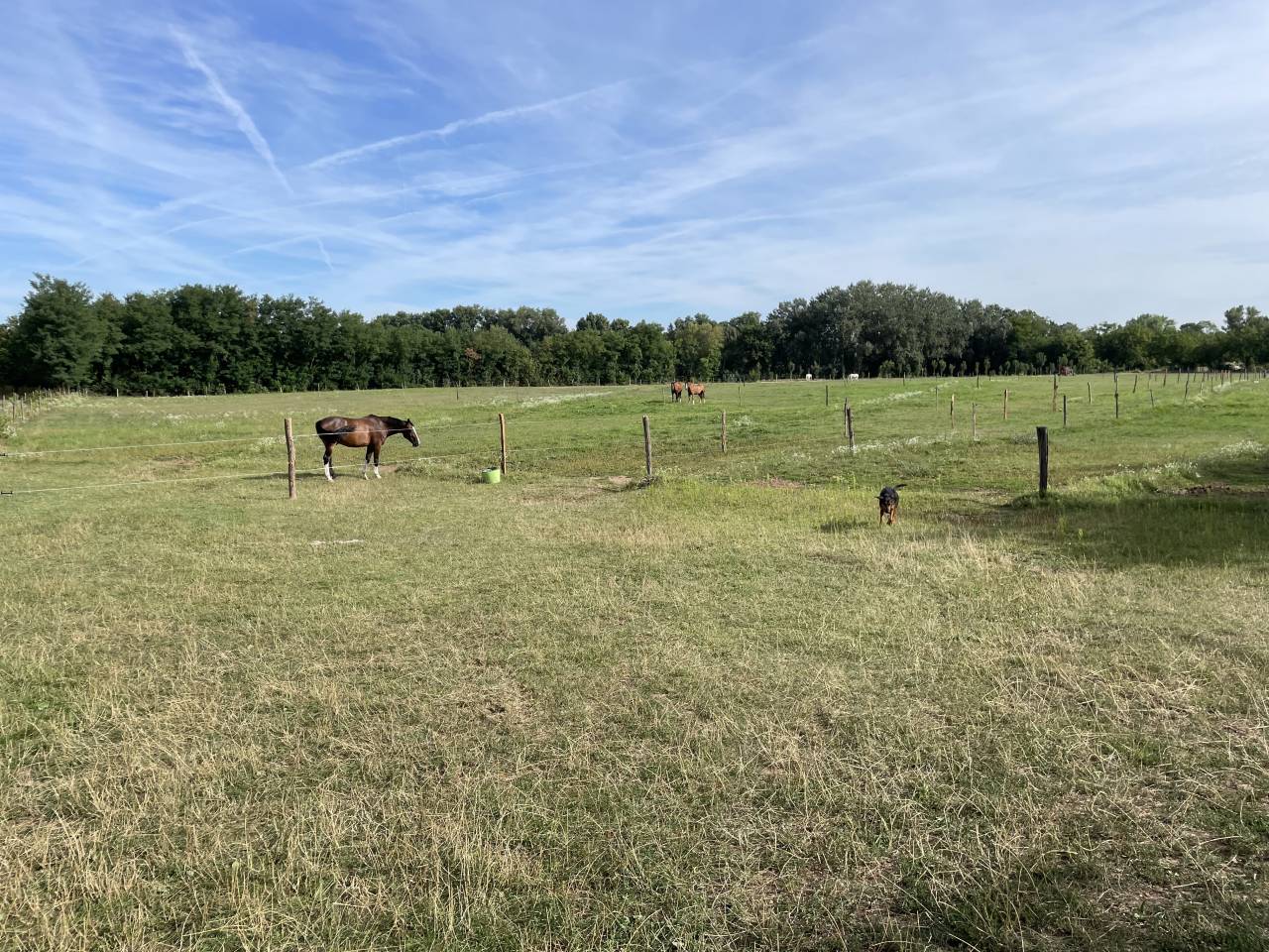 ETABLISSEMENT EQUESTRE EN ACTIVITE 25 HA PROCHE LYON