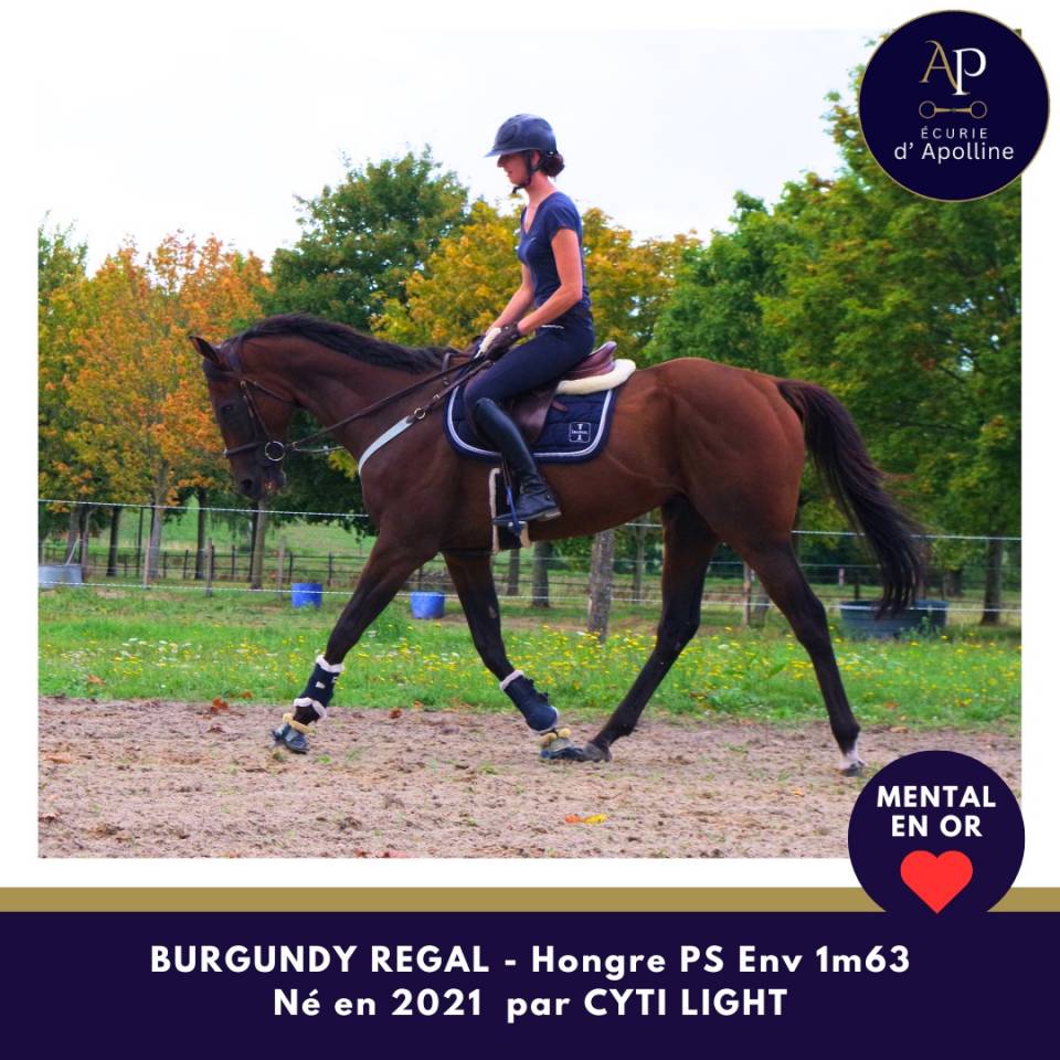 Jeune cheval mental en or