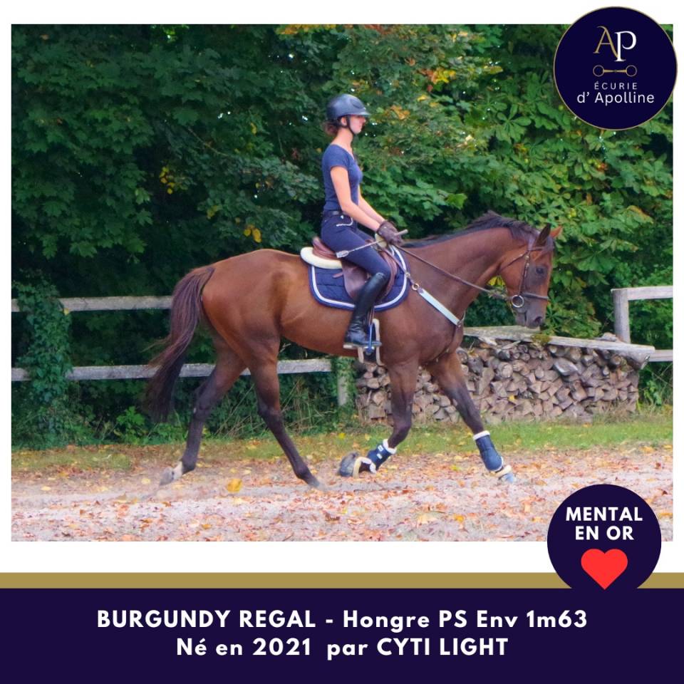 Jeune cheval mental en or