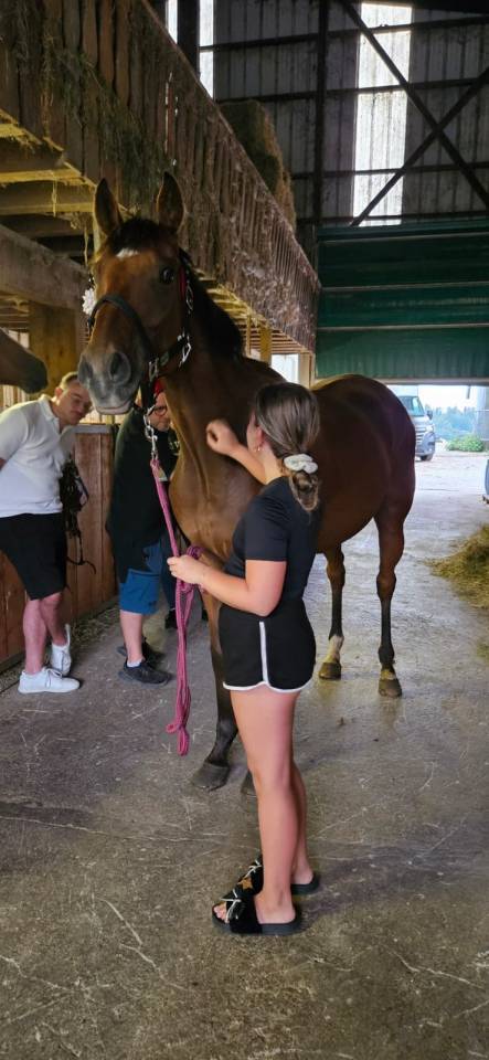 Cheval à vendre - Pedro – Pur-sang hongre 5 ans
