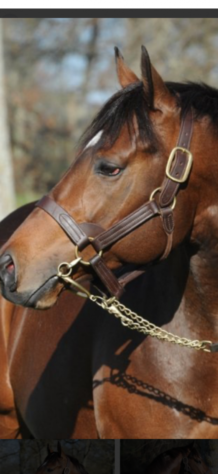 Cheval à vendre - Pedro – Pur-sang hongre 5 ans