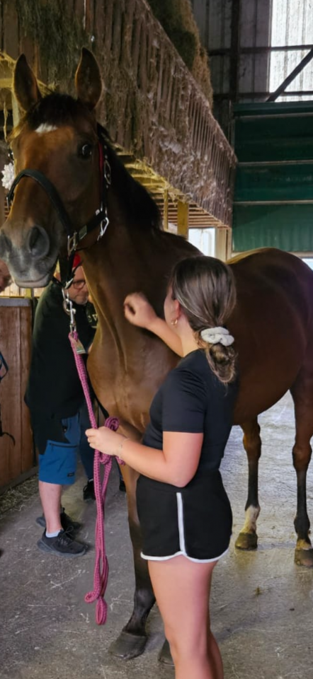 Cheval à vendre - Pedro – Pur-sang hongre 5 ans