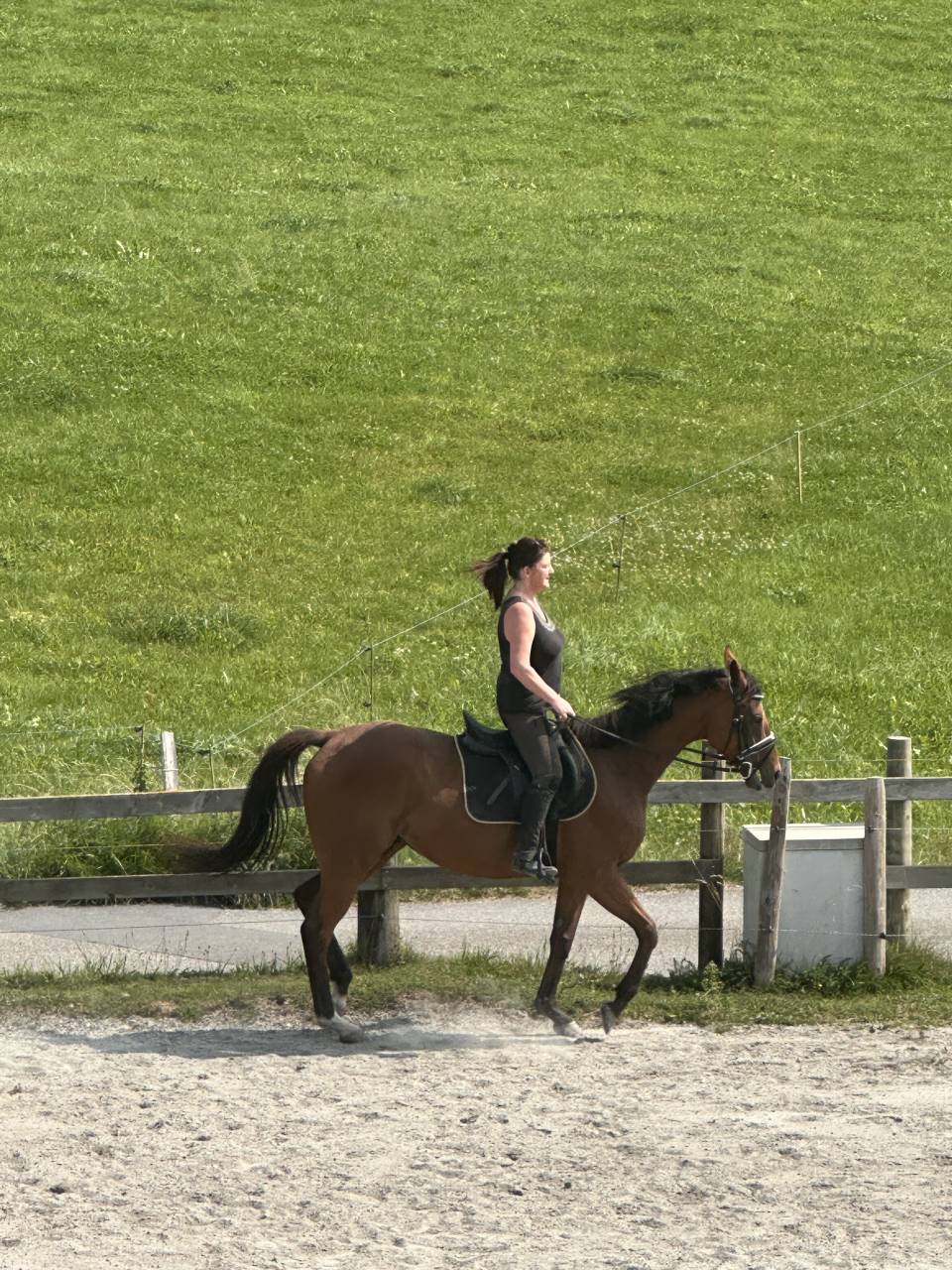 Cheval à vendre - Pedro – Pur-sang hongre 5 ans