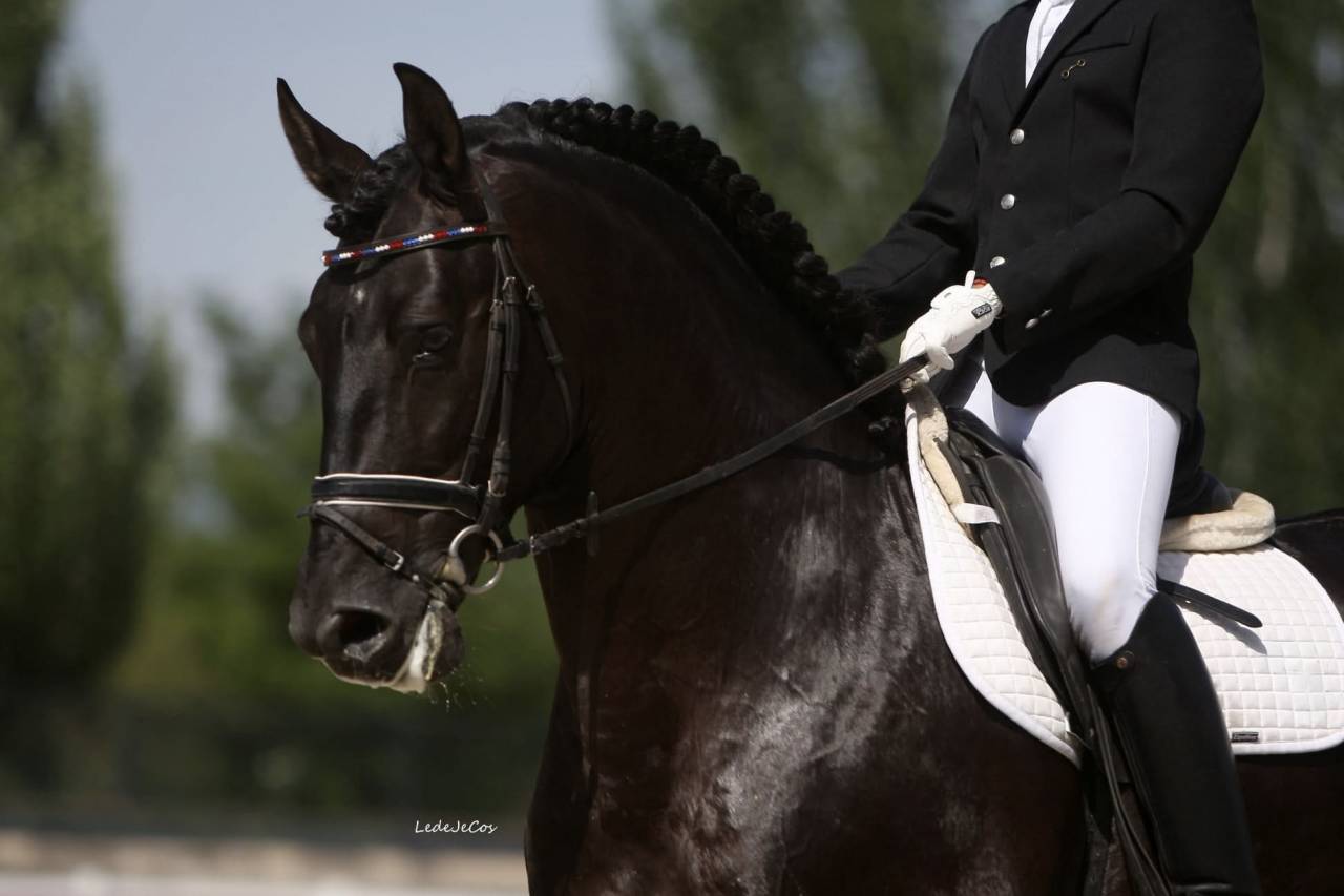 Etalon Pure Race Espagnole noir pour saillies