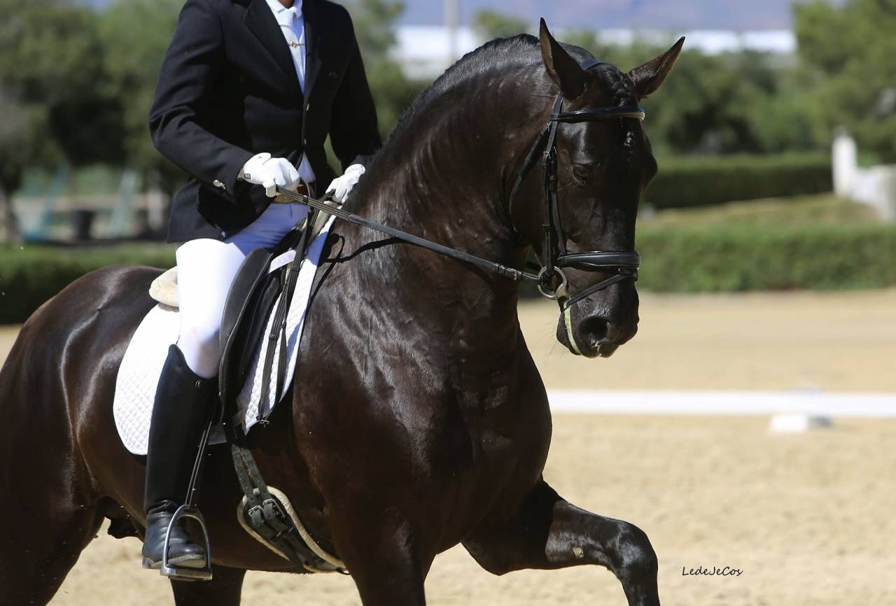 Etalon Pure Race Espagnole noir pour saillies