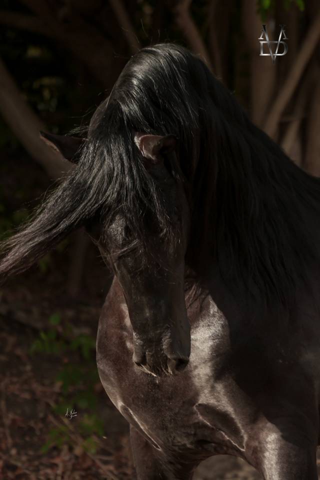 Etalon Pure Race Espagnole noir pour saillies