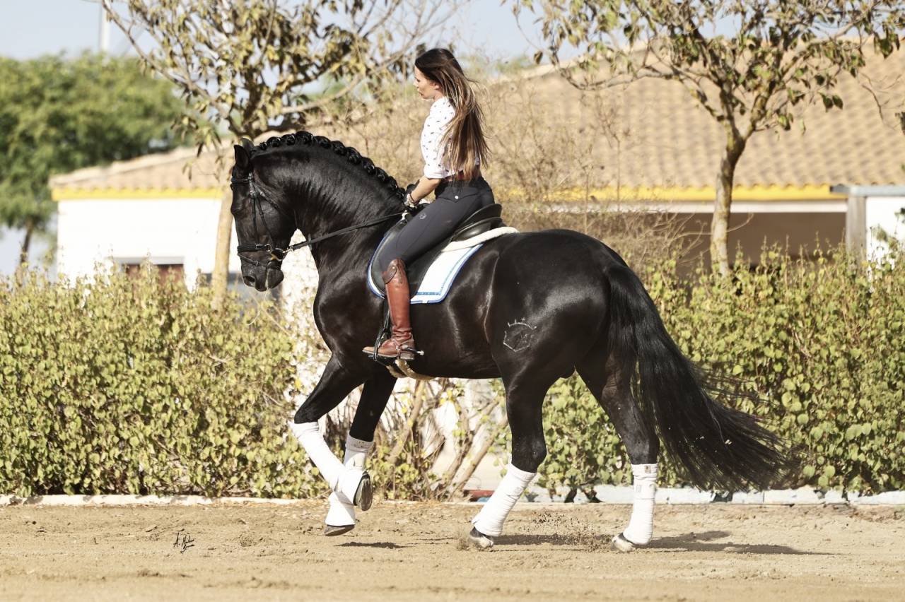 Etalon Pure Race Espagnole noir pour saillies