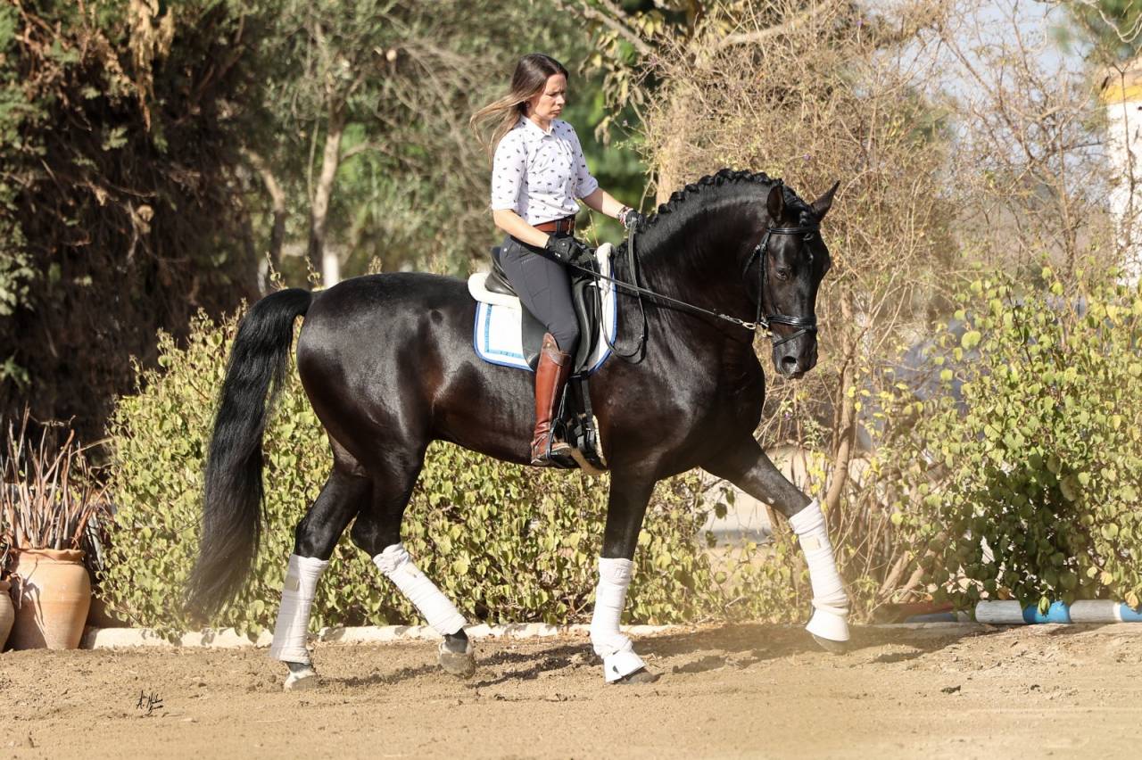 Etalon Pure Race Espagnole noir pour saillies