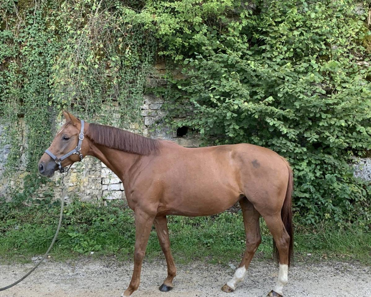 Jument de 5 ans 