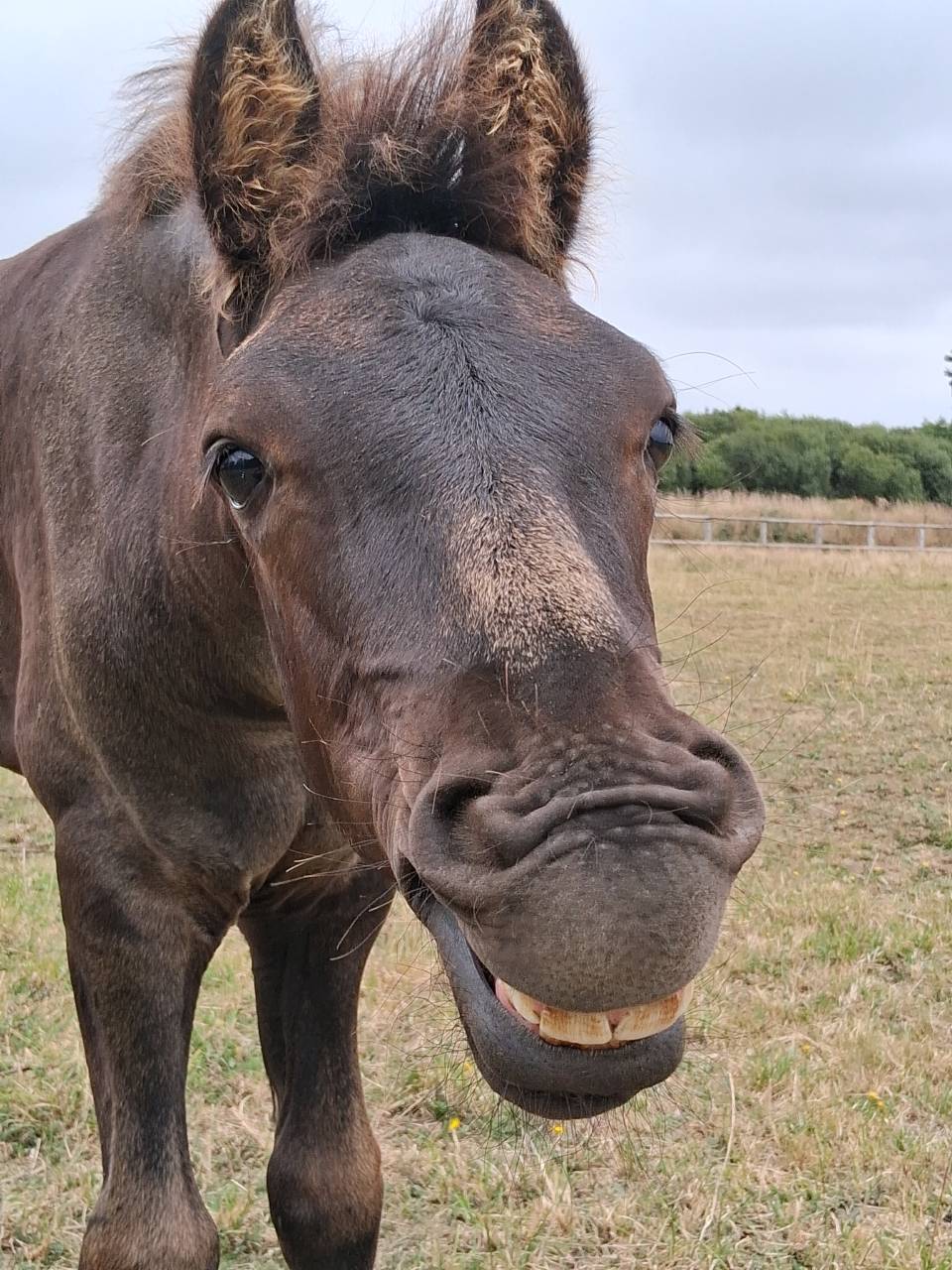 Poulain arabo-frison à vendre 