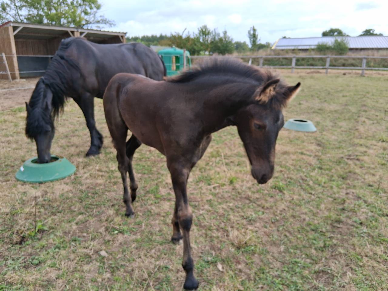 Poulain arabo-frison à vendre 