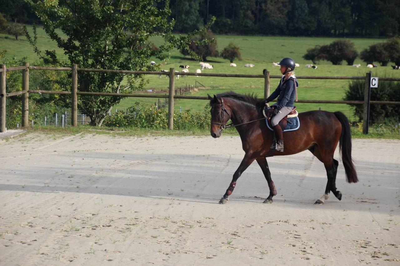 Beau petit cheval de sport SBS à vendre - 5 ans