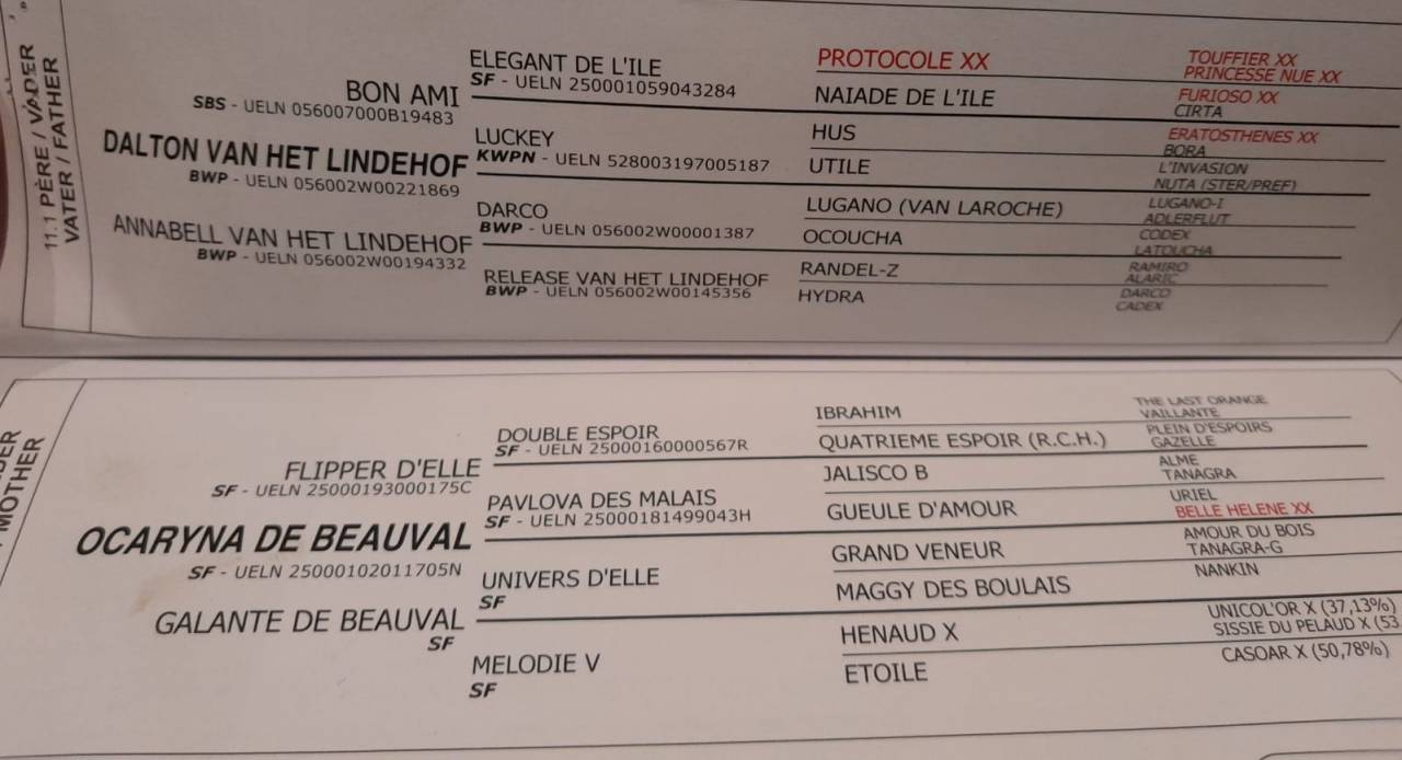 Beau petit cheval de sport SBS à vendre - 5 ans