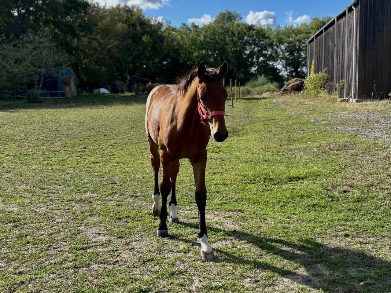 Foal Selle Français