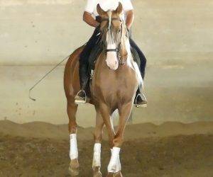 BAMBOO : Solide, gentil et fiable