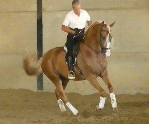 BAMBOO : Solide, gentil et fiable