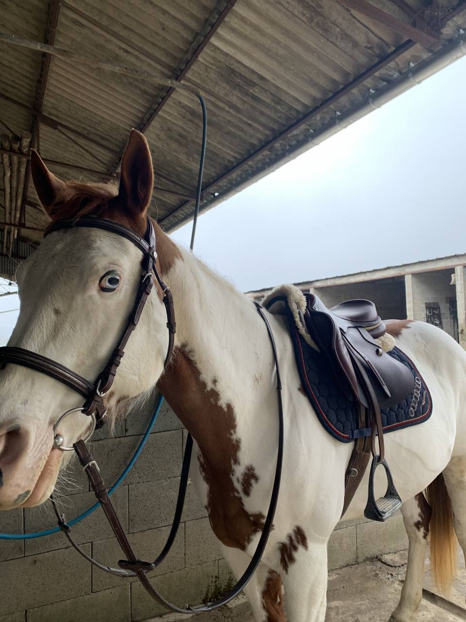 vend magnifique jument paint horse 10 ans