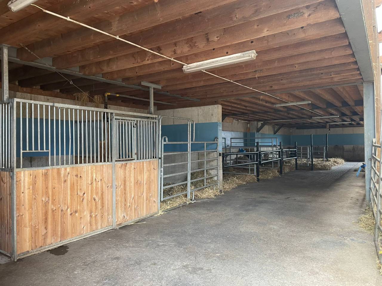 Pension pour chevaux familial - Ferme des Hirondelles - Granges