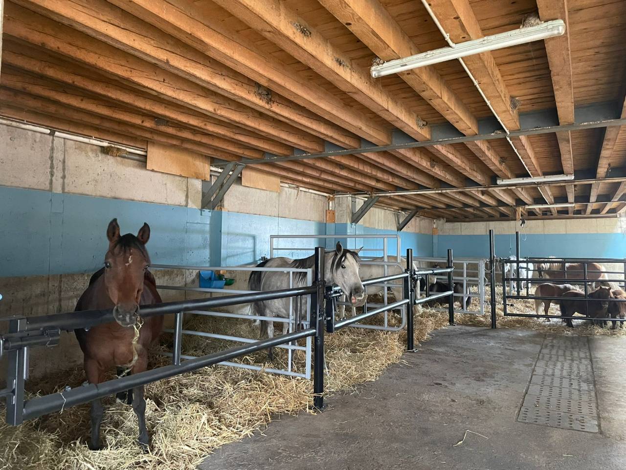 Pension pour chevaux familial - Ferme des Hirondelles - Granges