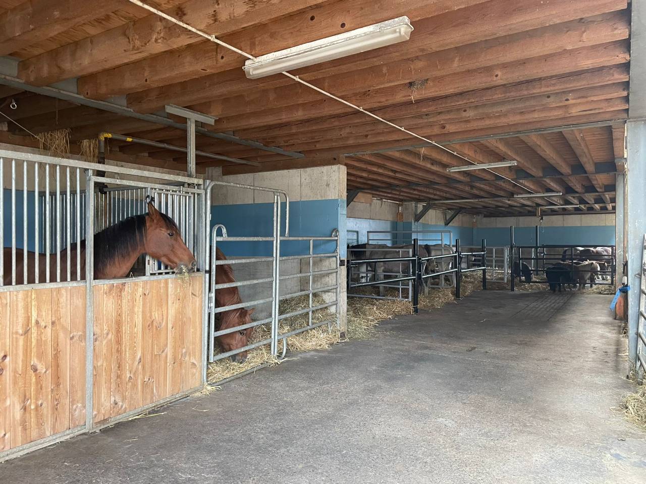 Pension pour chevaux familial - Ferme des Hirondelles - Granges