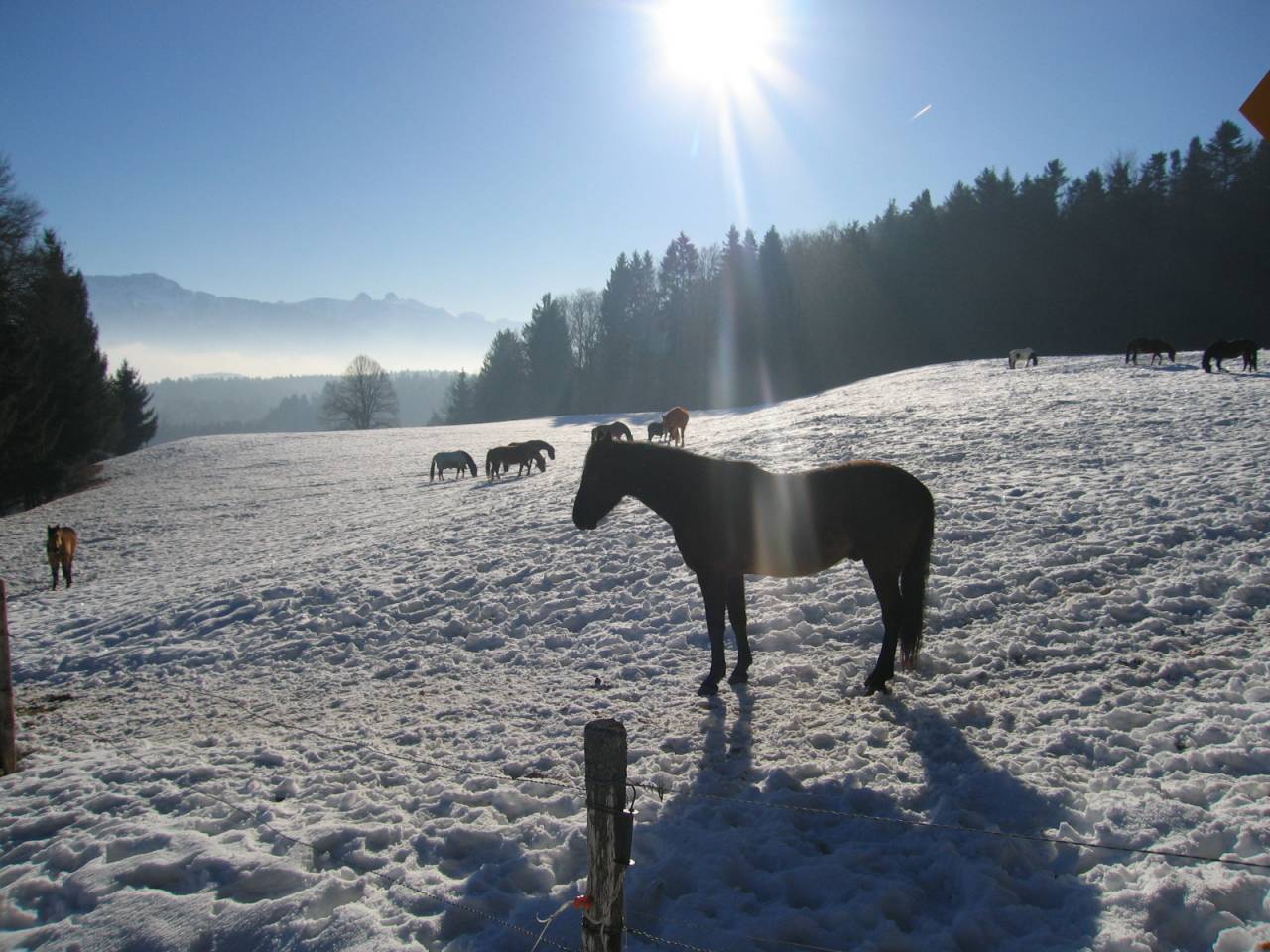 Pension pour chevaux familial - Ferme des Hirondelles - Granges