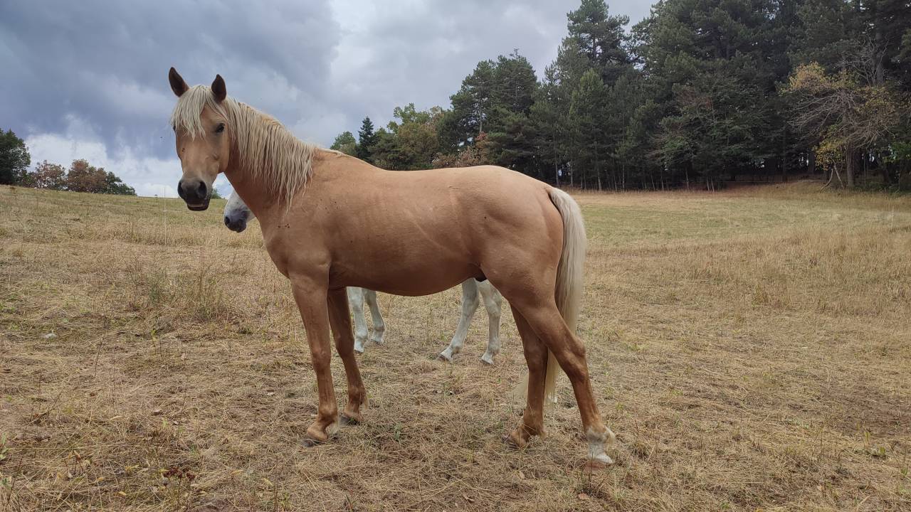 Poney palomino