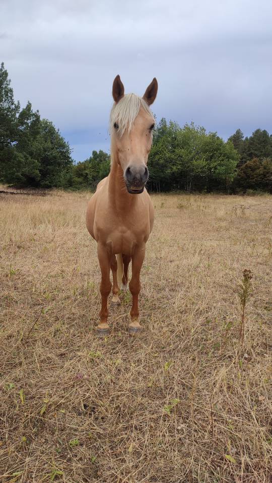 Poney palomino