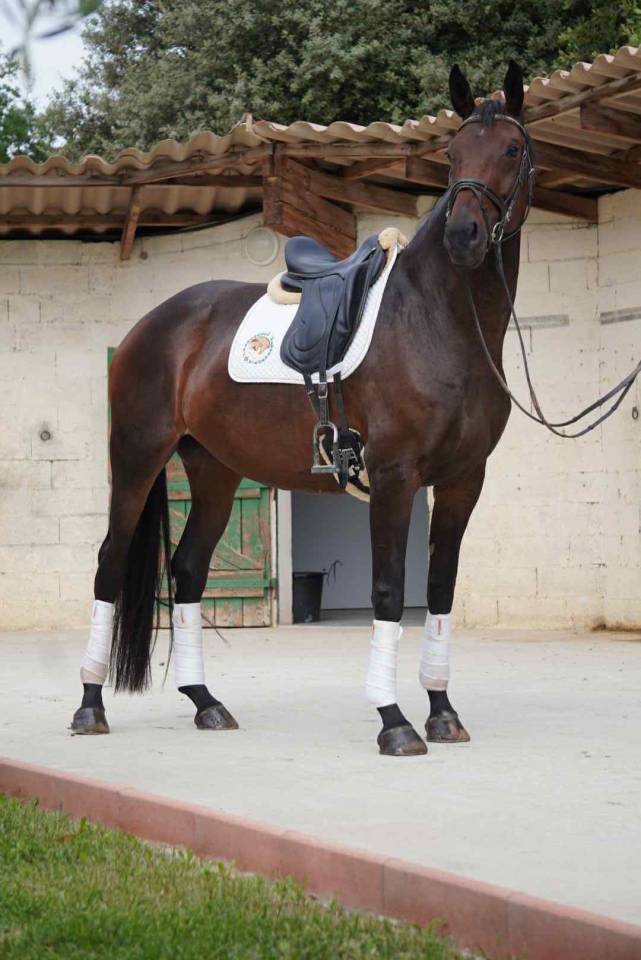 Jument par Van Gogh du Val (par Fürst Romancier)