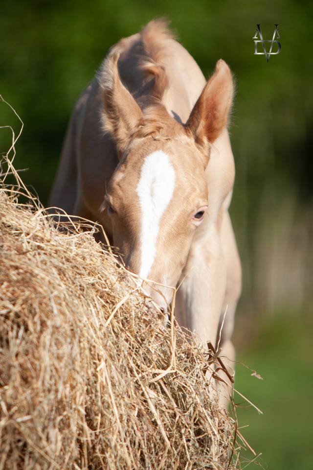 RARE : Poulain Pure Race Espagnole double perle