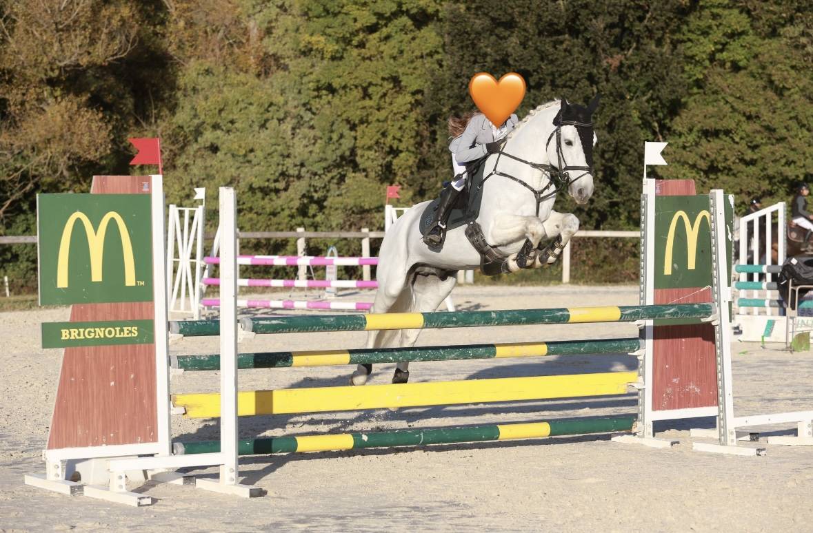 Mâle Connemara 8 ans 