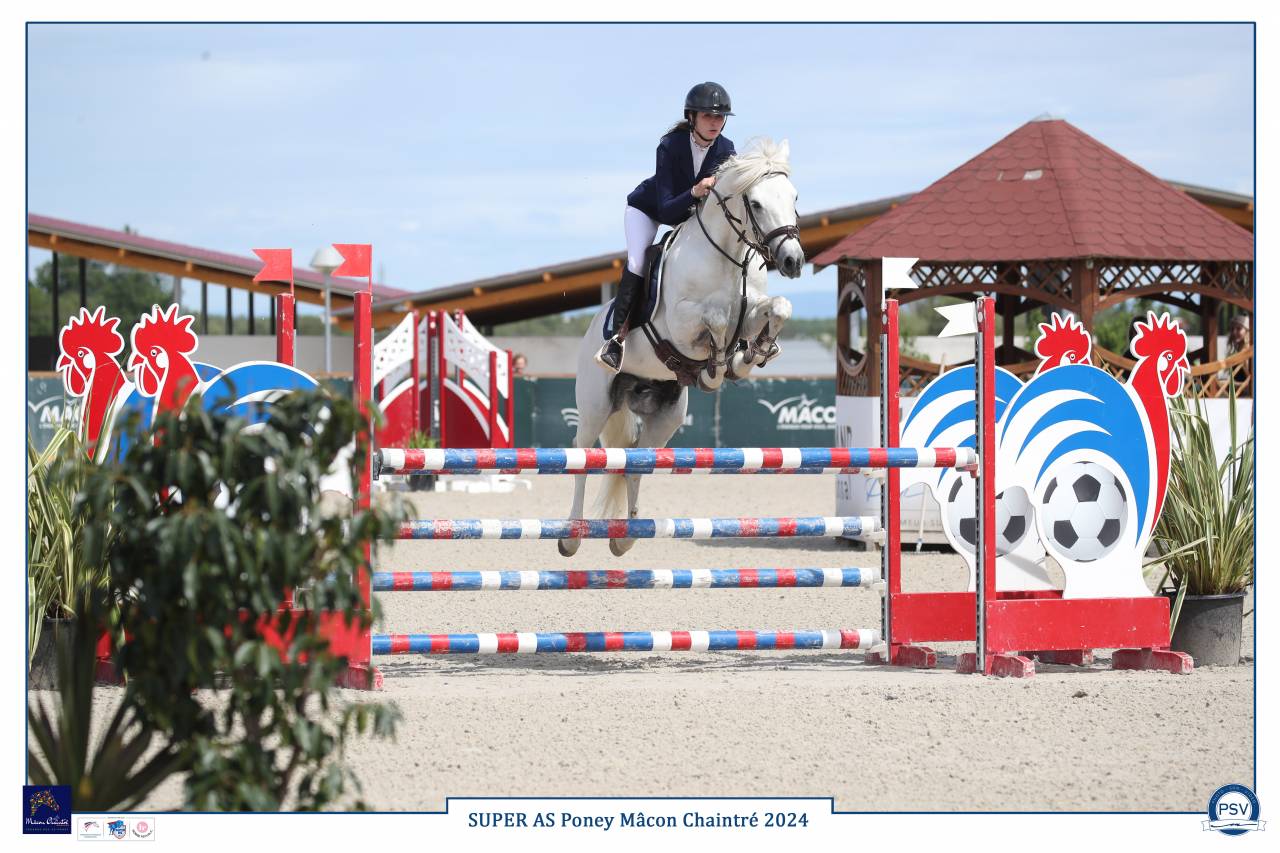 Mâle Connemara 8 ans 