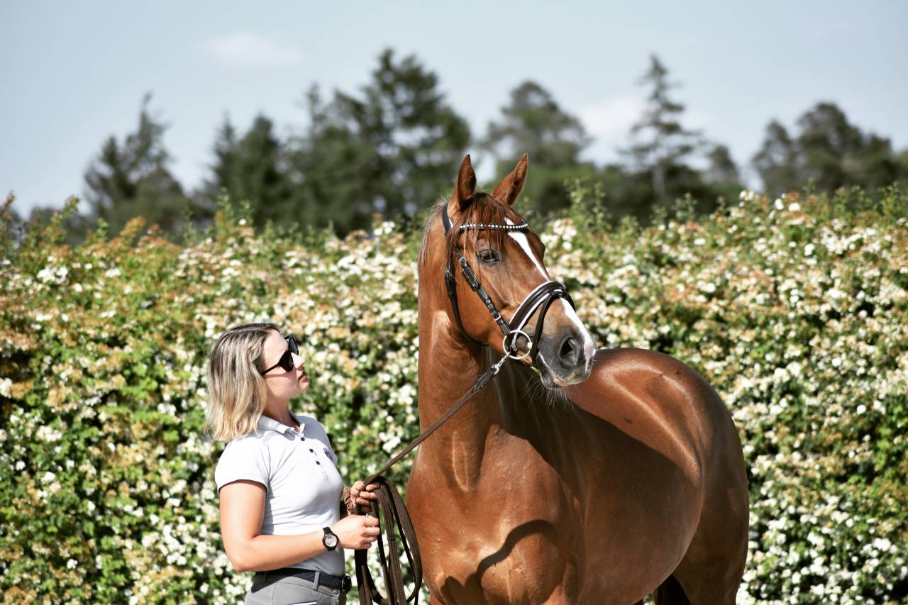 Professionelle Pferdeausbildung & Training