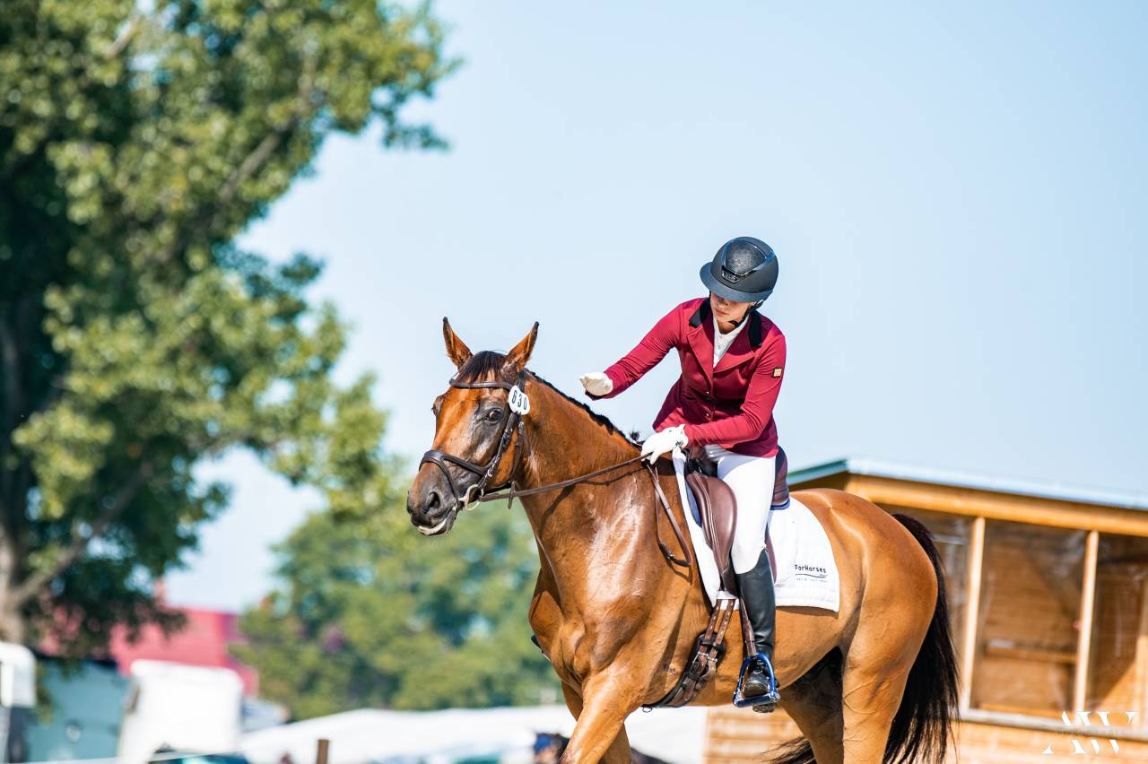 Professionelle Pferdeausbildung & Training