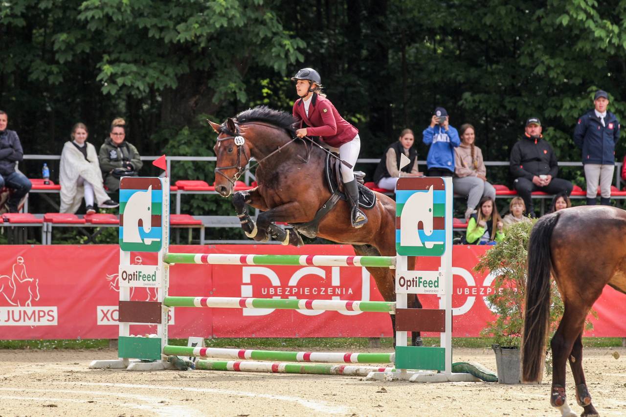 Professionelle Pferdeausbildung & Training