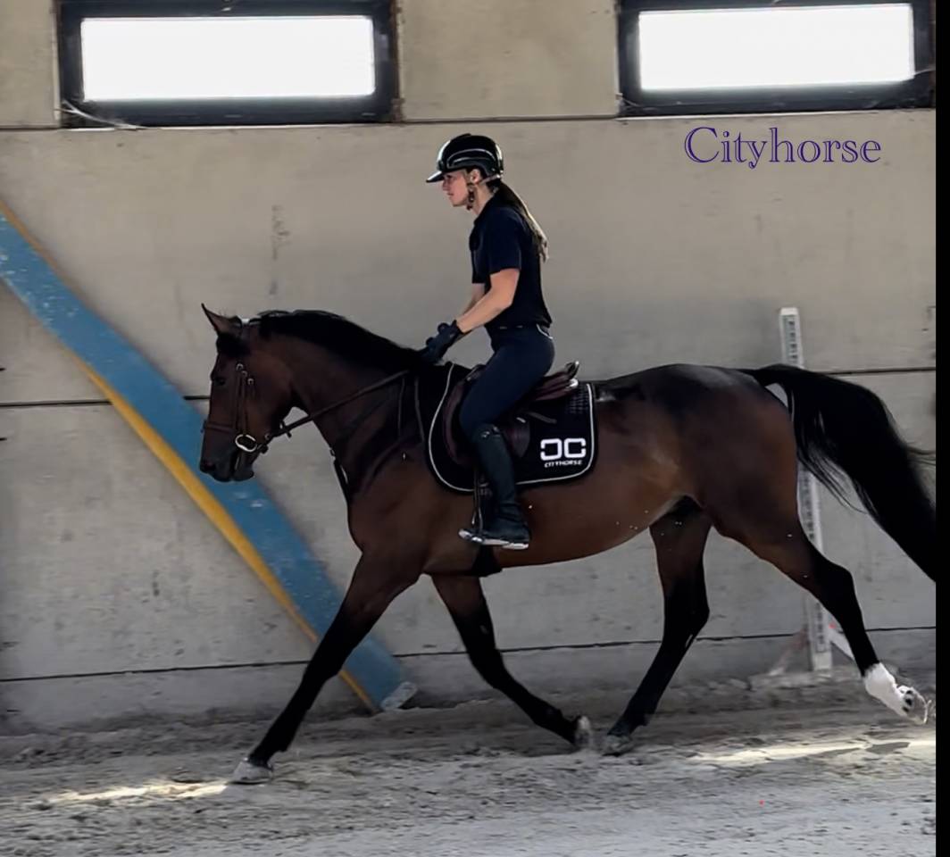 Burning man Cityhorse z