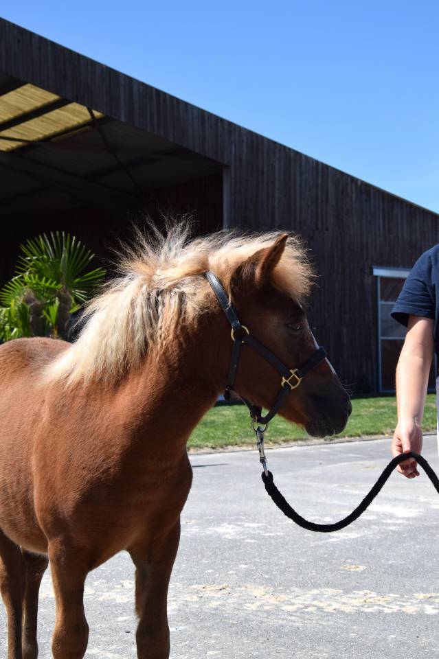 Foal femelle Shetland livre A