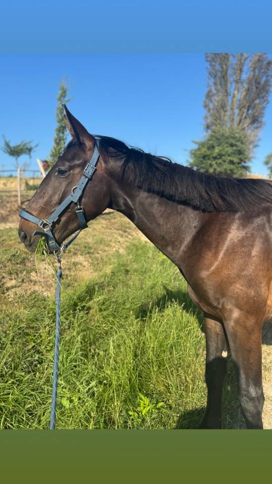 2 ans, Selle Français, souche exceptionnelle 