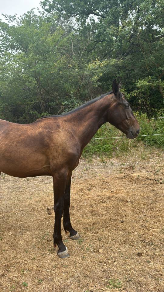 2 ans, Selle Français, souche exceptionnelle 