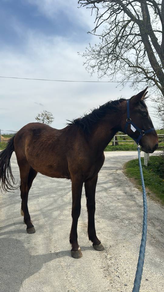 2 ans, Selle Français, souche exceptionnelle 