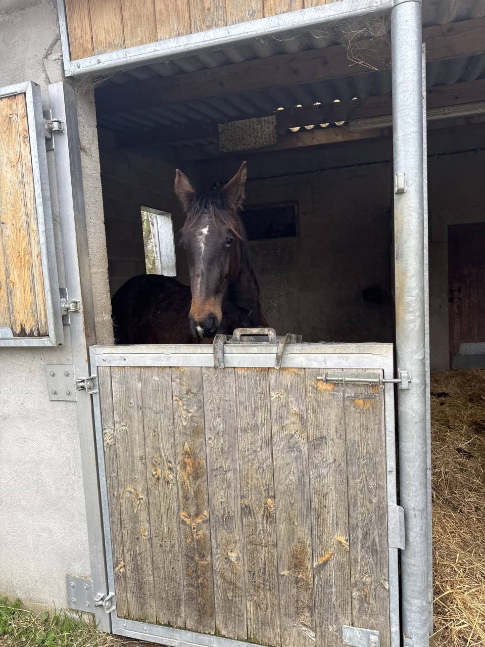 2 ans, Selle Français, souche exceptionnelle 