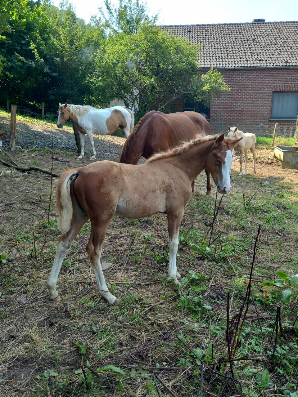 2 pouliches Alzanes et 1 poulain Palomino  de 2025!!!!