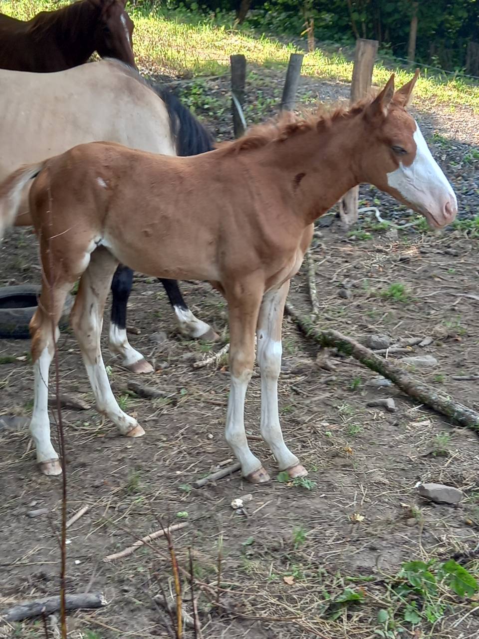 2 pouliches Alzanes et 1 poulain Palomino  de 2025!!!!