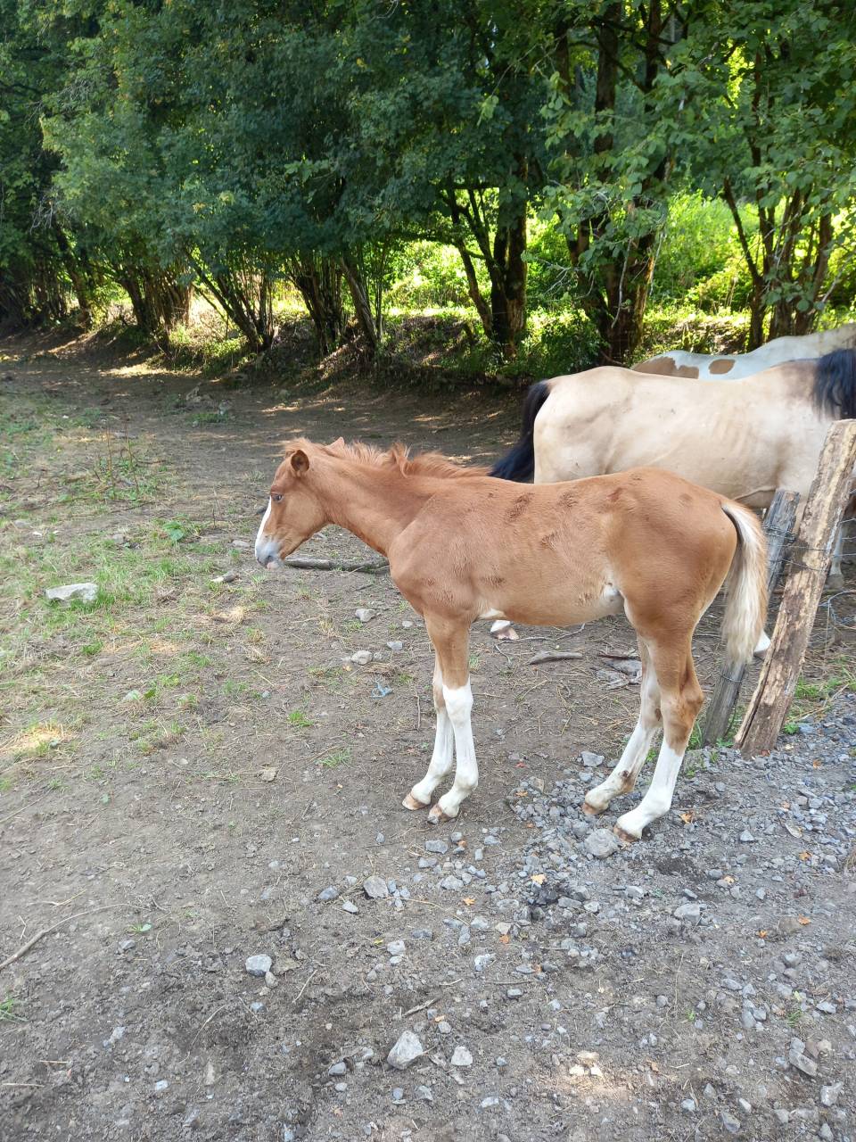 2 pouliches Alzanes et 1 poulain Palomino  de 2025!!!!